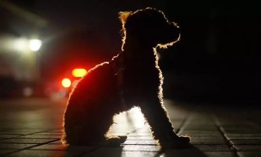 Ensuring Your Canine Companion's Safety During Evening and Nighttime Strolls