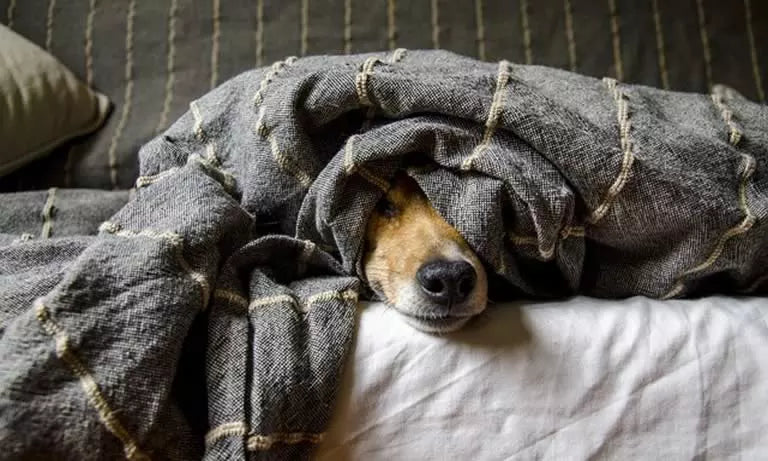Relaxed dog hiding under a gray wool blanket