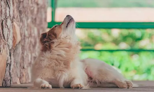 Understanding Your Dog's Howling: A Comprehensive Guide